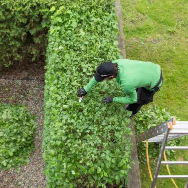 Hvordan passer man sin hæk? 